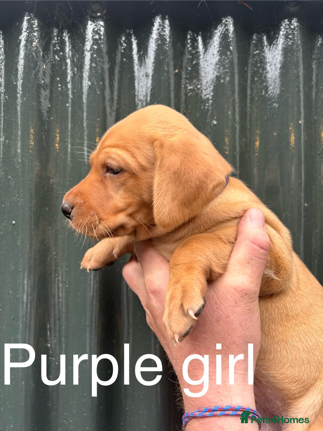 Labrador Retriever dogs for sale: Yellow/red Labrador puppies  - Image 5