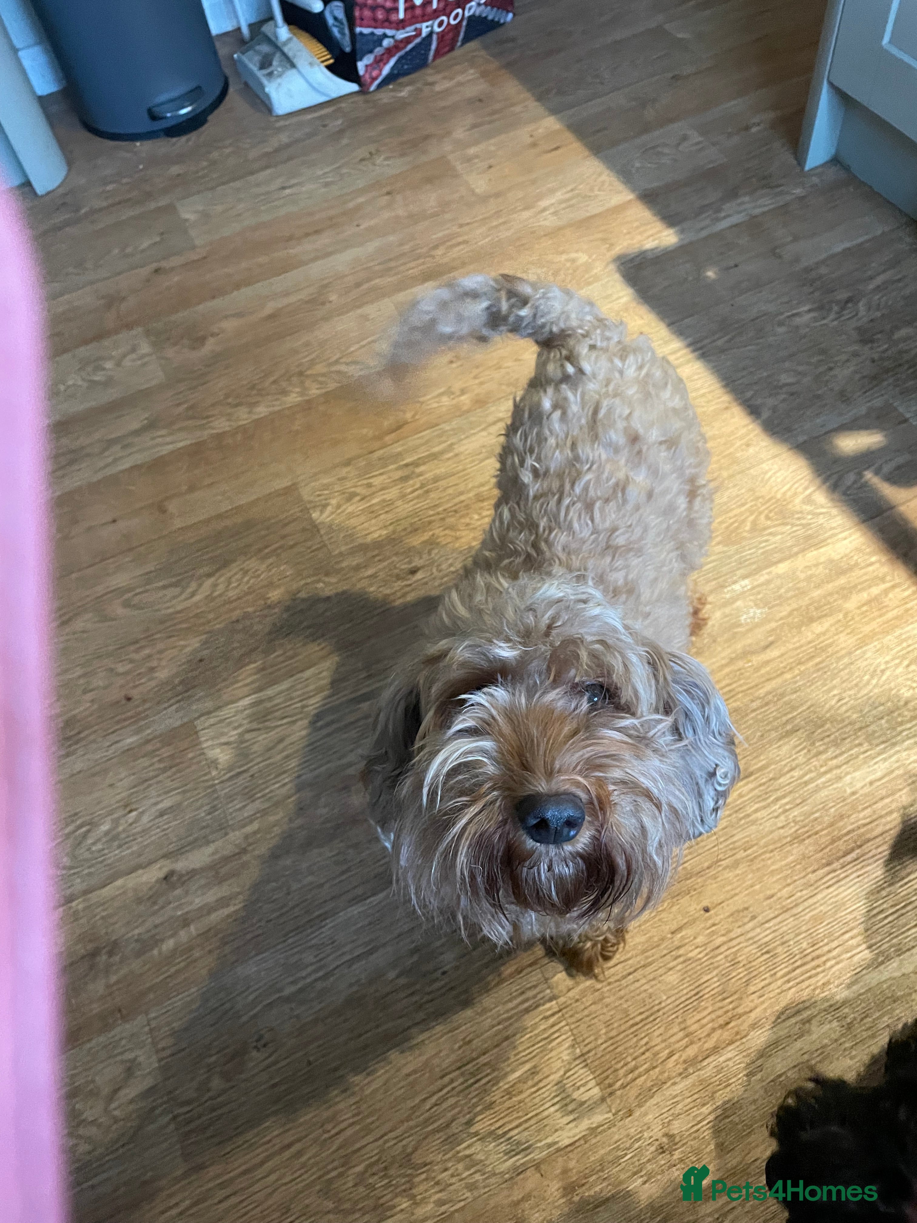 Cockapoo dogs Cockapoo Pups  F1b - Advert 7