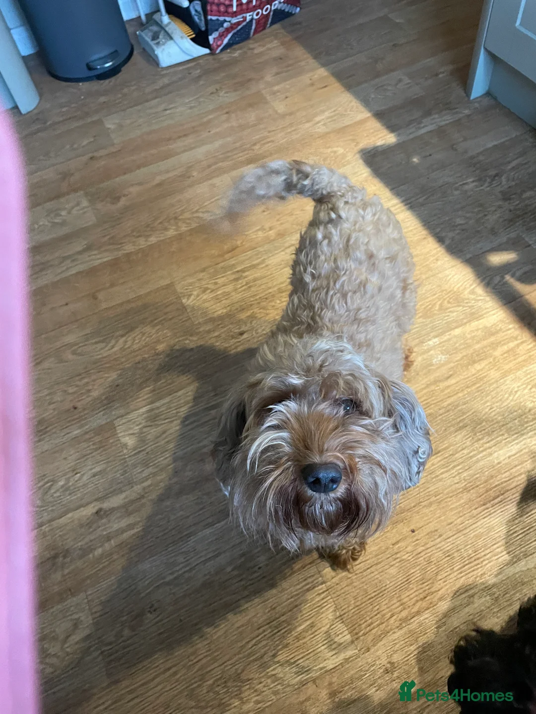 Cockapoo dogs for sale: Cockapoo Pups  F1b - Advert 1