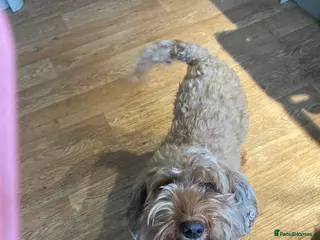 Cockapoo dogs Cockapoo Pups F1b - Advert 7