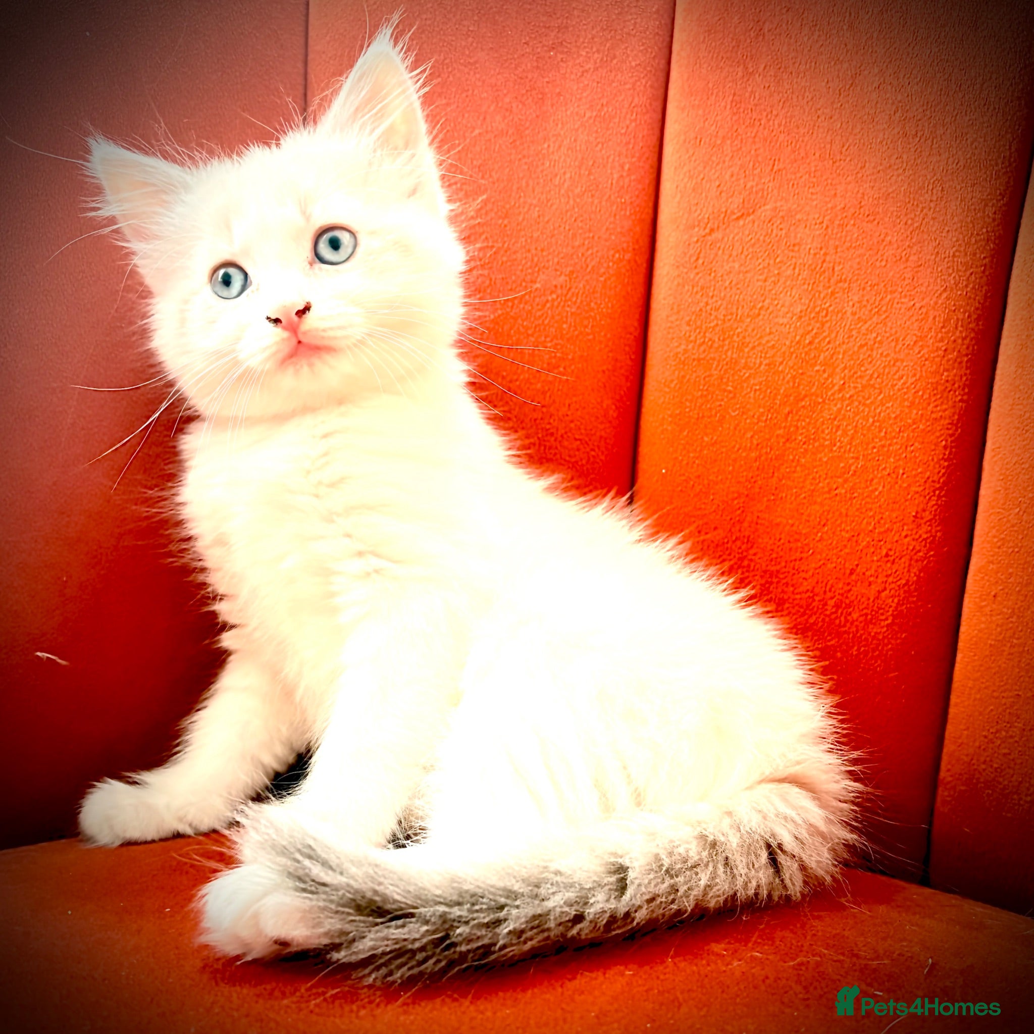 Ragdoll cats Female ragdoll - Advert 1