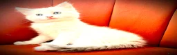 Ragdoll cats for sale: Female ragdoll in Tunbridge Wells - Advert 1