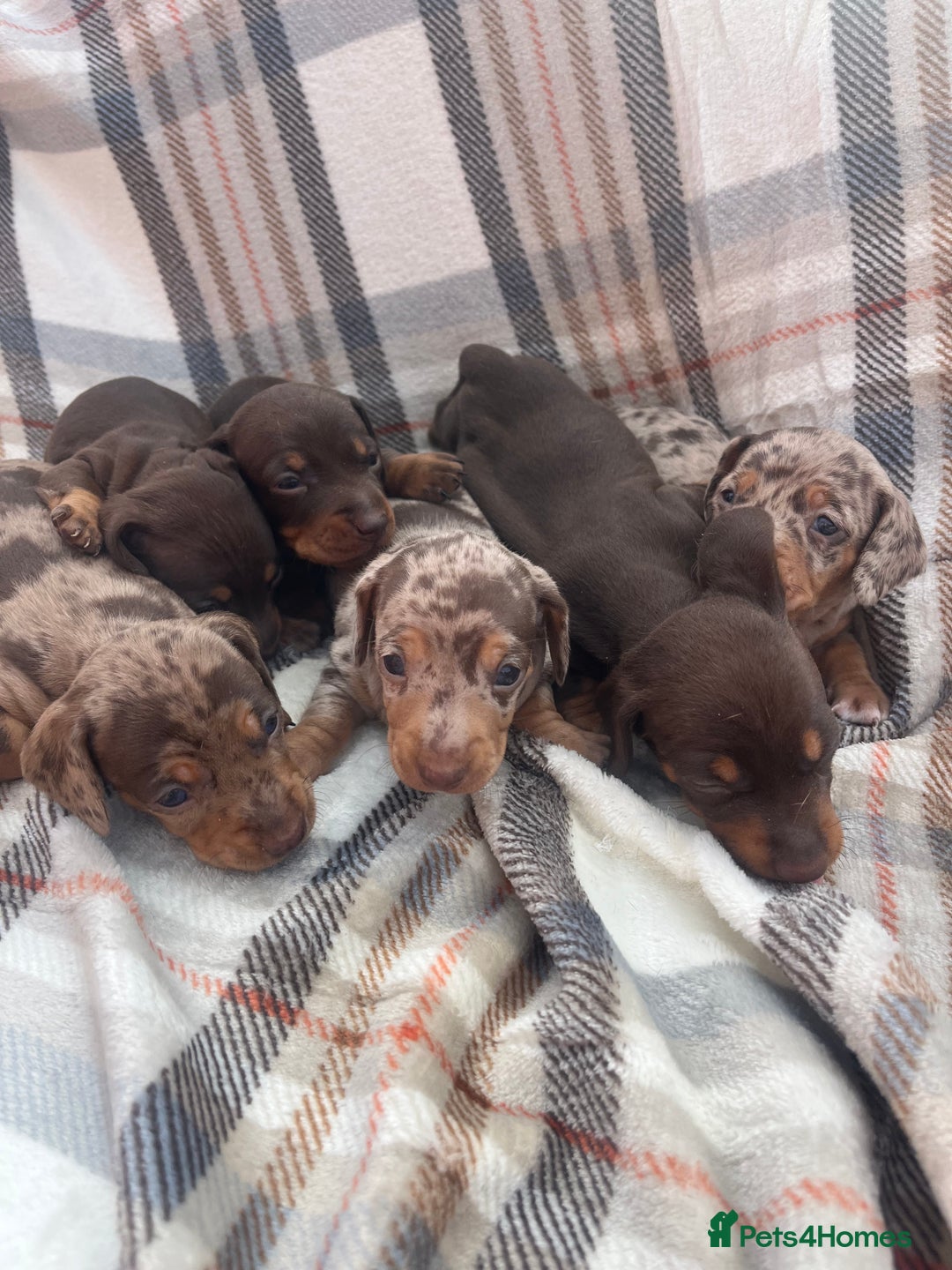 Miniature Dachshund dogs for sale: 5⭐️BREEDERS🏆KCREG🌸6GIRL💙1BOY🩺HEALTH TESTED🧬 - Image 20