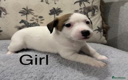 Jack Russell dogs for sale: Jack Russell puppies - Image 4