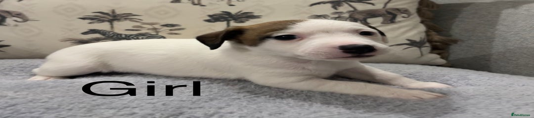 Jack Russell Puppy 4