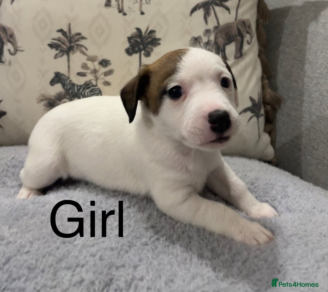 Jack Russell dogs for sale: Jack Russell puppies - Image 4