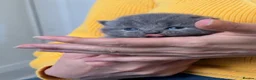 British Shorthair cats for sale: GCCF registered blue male kitten in Barnstaple - Advert 6