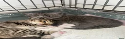 Mixed Breed cats for sale: Kitten - Advert 5