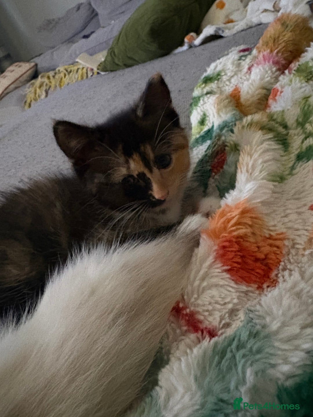 RagaMuffin cats for sale: Beautiful Ragamuffin Kittens Ready December 24th   - Advert 18