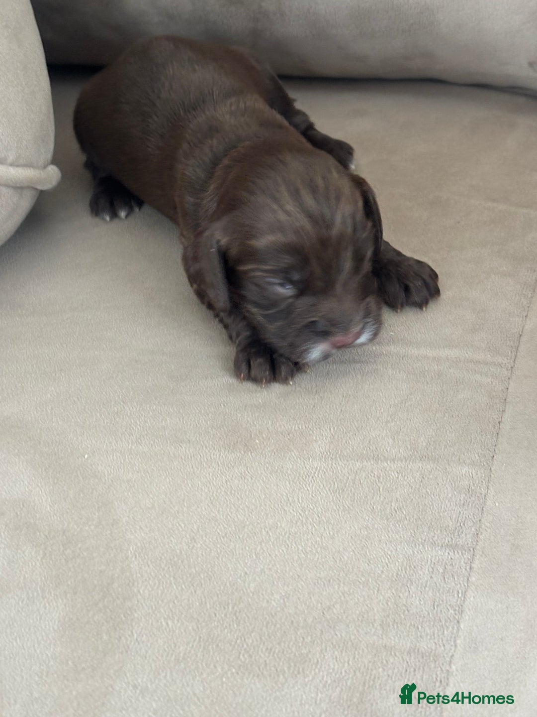 Cocker Spaniel dogs for sale: Cocker spaniel puppies  - Image 20