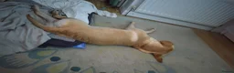 Labrador Retriever dogs for stud: Available for stud. Nearly 2 years old. So placid - Advert 30