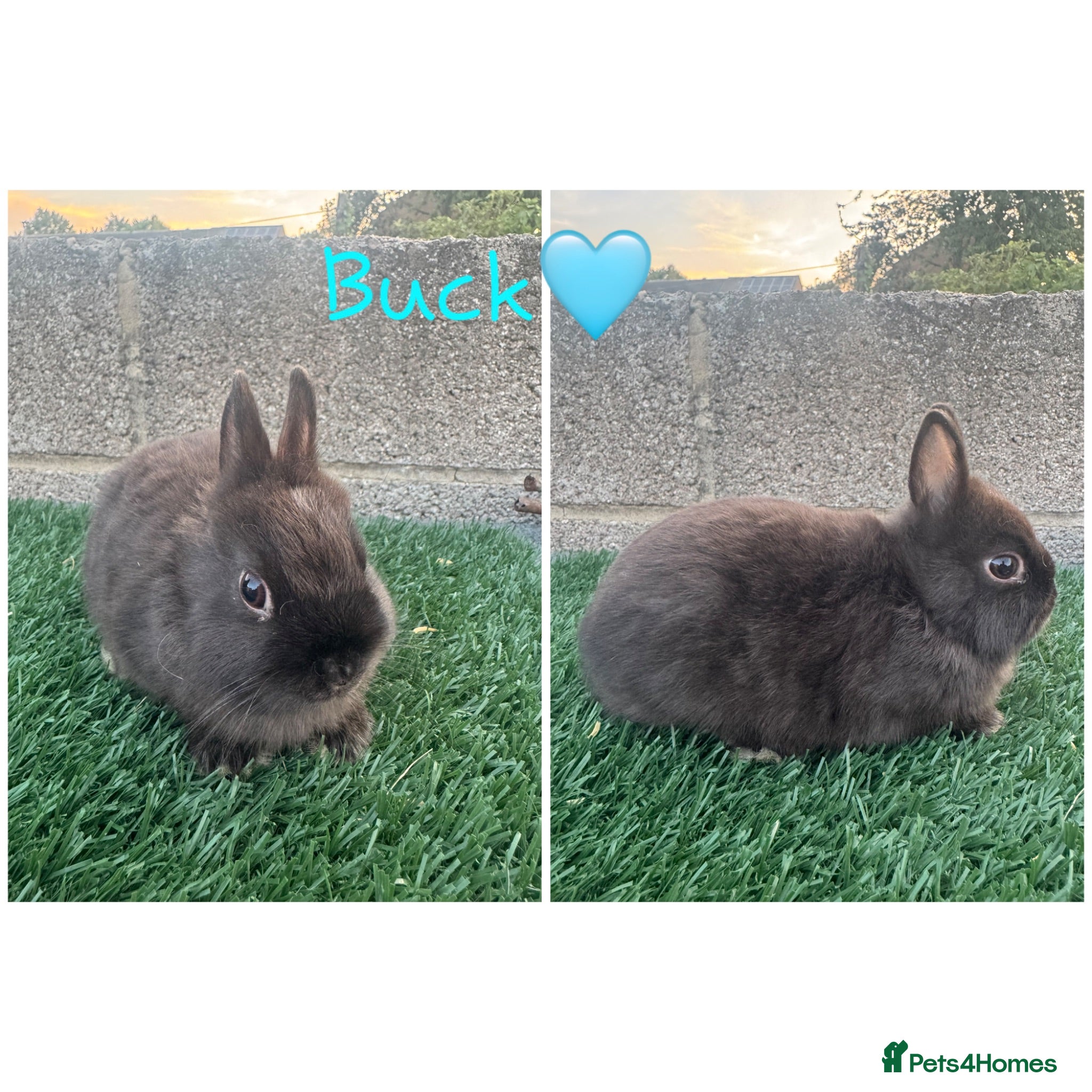 Netherland Dwarf rabbits Pure breed Netherlands dwarf  - Advert 2
