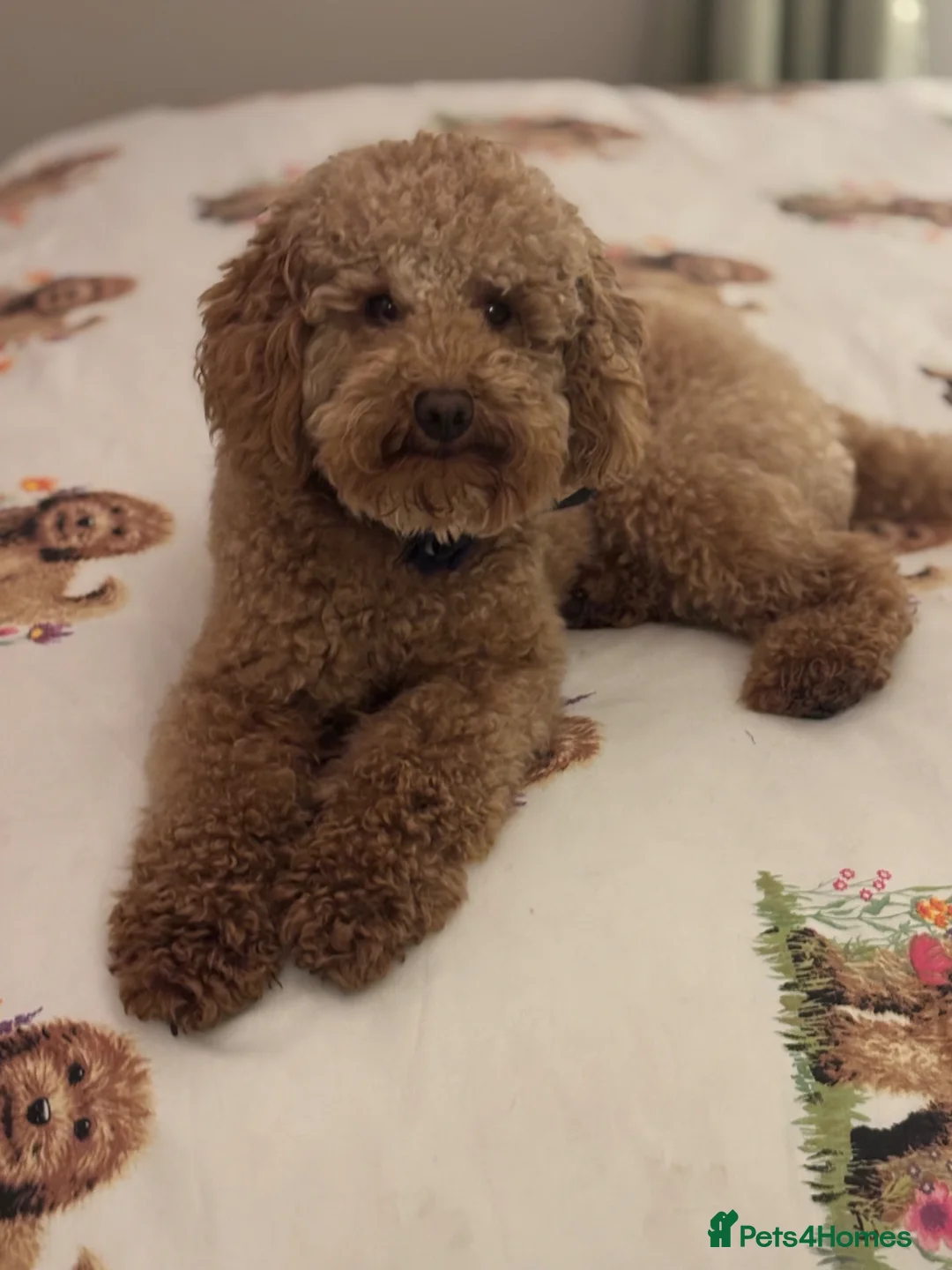Toy Poodle dogs for stud: Red toy poodle for stud - Advert 2