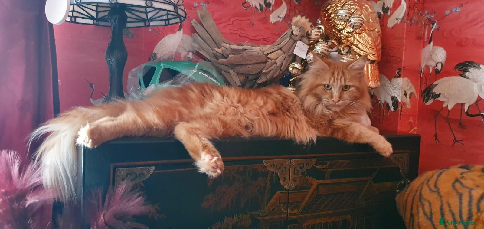 Maine Coon cats PURE BREED MAINE COON KITTENS - Advert 16