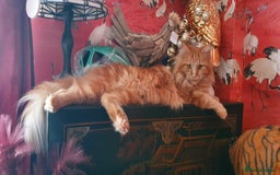 Maine Coon cats for sale: PURE BREED MAINE COON KITTENS - Image 1