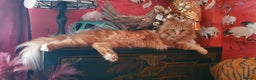 Maine Coon cats for sale: PURE BREED MAINE COON KITTENS - Advert 1
