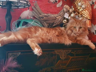 Maine Coon cats for sale - Advert 1