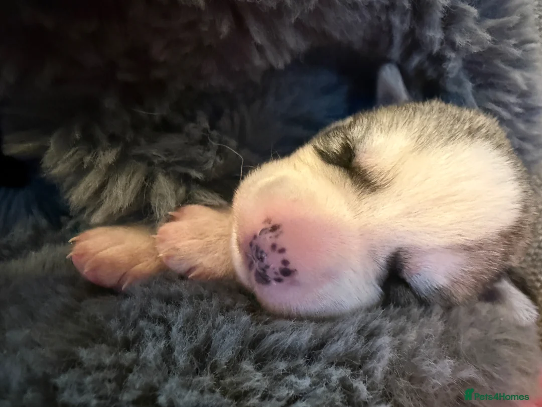 Mixed Breed dogs for sale: Family based husky cross puppies  in Clacton-on-Sea - Advert 1