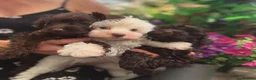 Schnoodle dogs for sale: Tiny Schnoodle Puppies 💙+ 🩷 - Advert 14