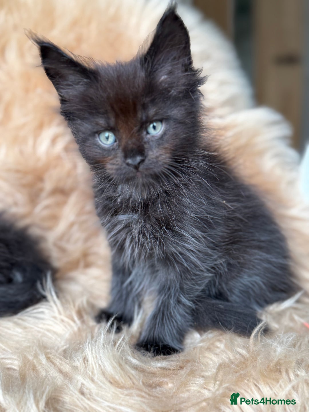 Maine Coon cats for sale: Stunning Mainecoon kittens ready now!!!! - Image 6