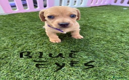 Mixed Breed dogs for sale: 7 beautiful jackshund puppies for sale - Image 19