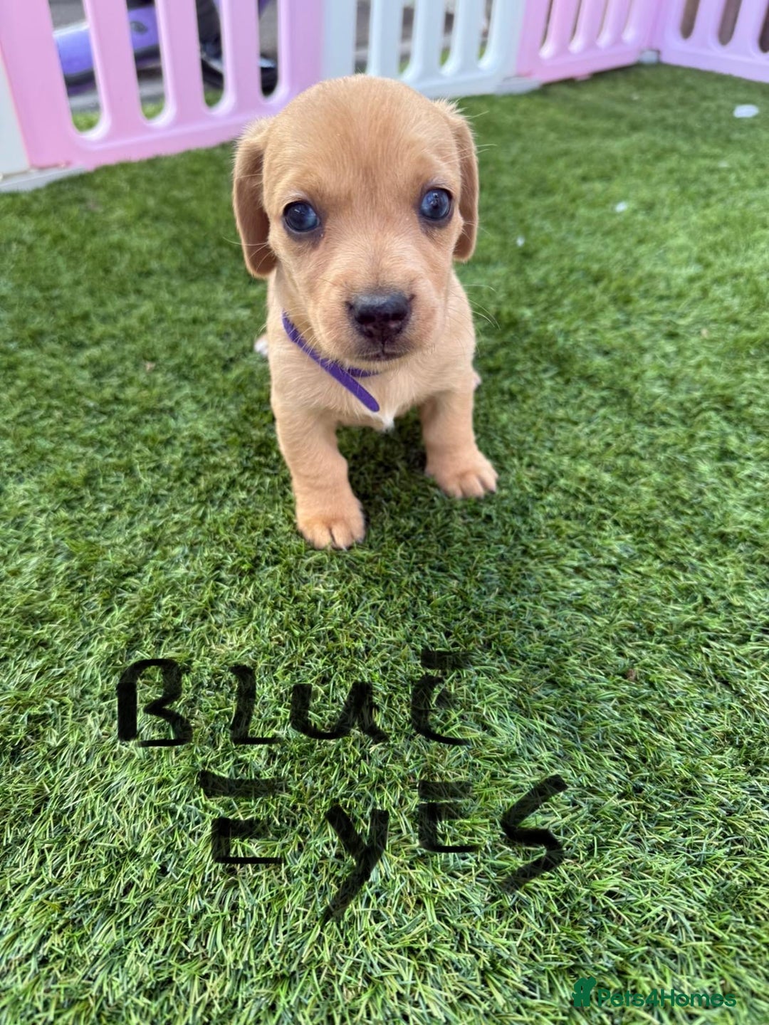 Mixed Breed dogs for sale: 7 beautiful jackshund puppies for sale - Image 19