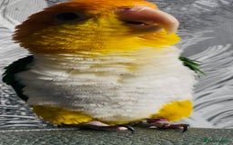 Mixed Breed birds for sale: Male Caique parrot - Image 3