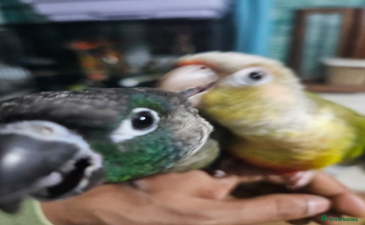 Conures birds - Advert 1