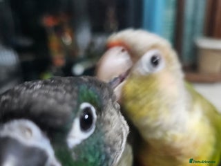 Conures birds - Advert 13