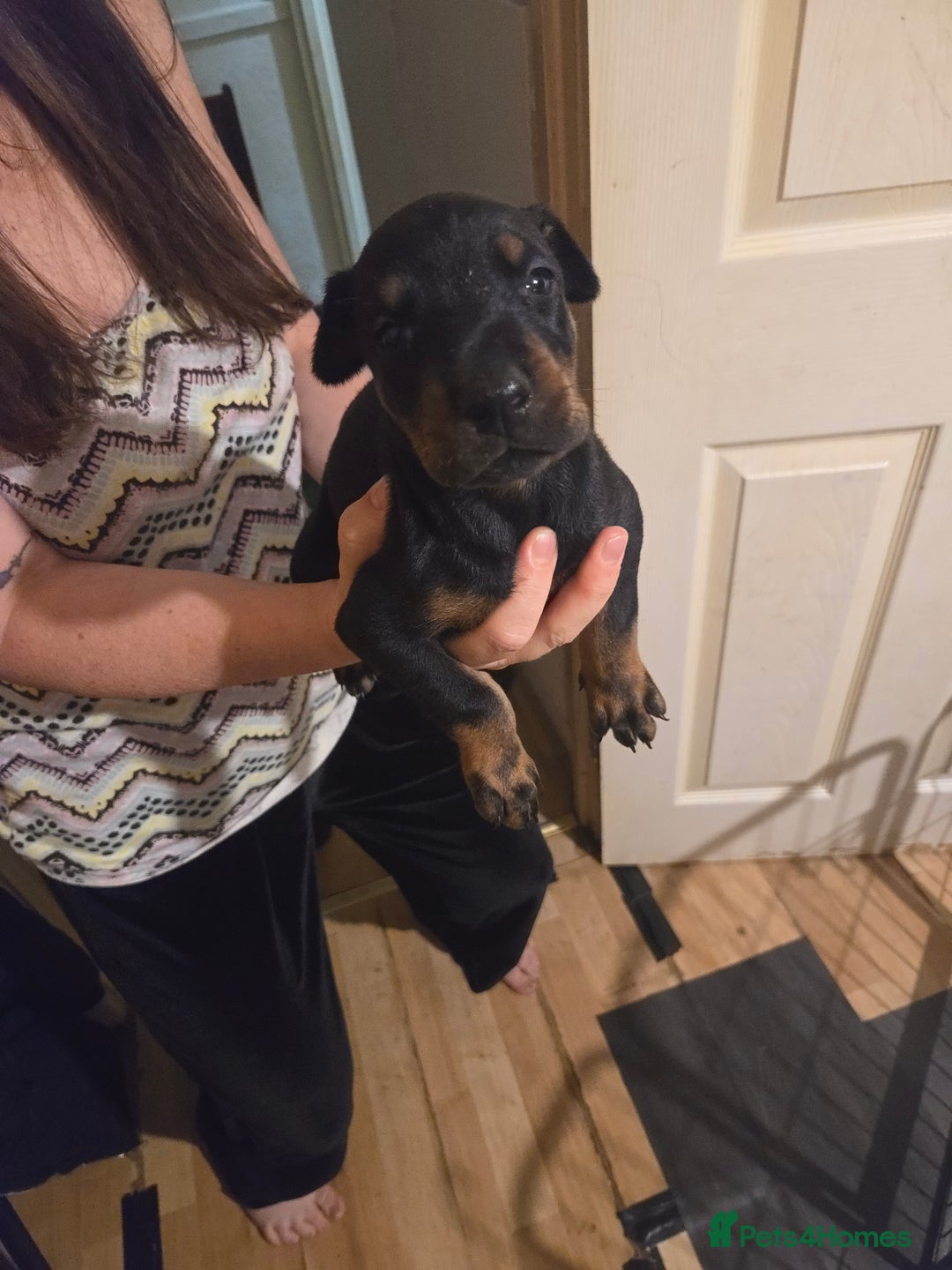 Dobermann dogs for sale: Kennel club registered Doberman puppies. - Image 11