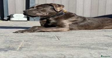 Cane Corso dogs Cane Corso for sale  - Advert 12