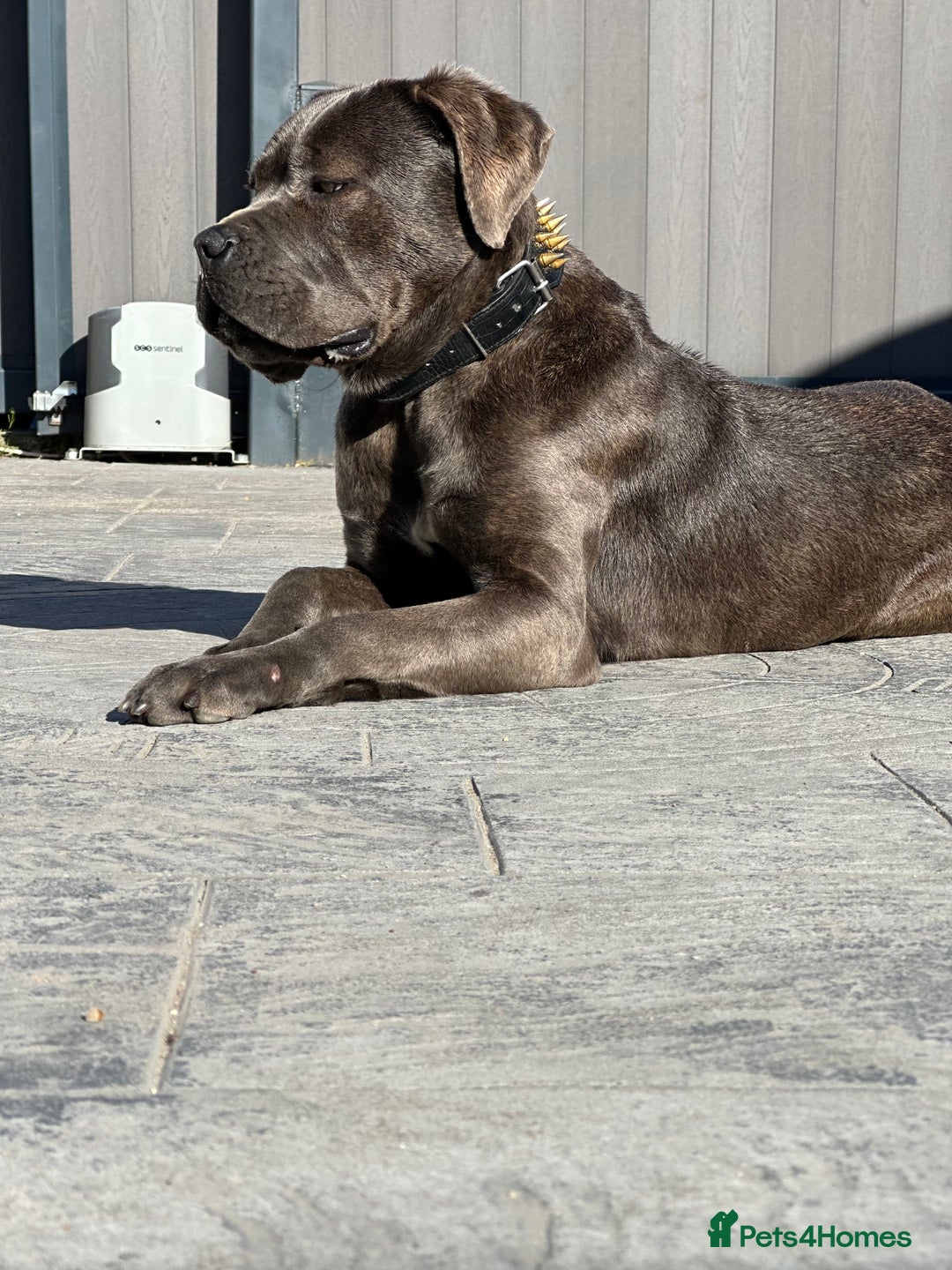 Cane Corso dogs for sale: Cane Corso for sale  - Advert 3