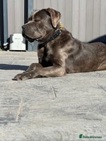 Cane Corso dogs Cane Corso for sale - Advert 1