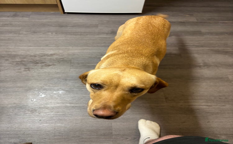 Labrador Retriever dogs 1 year old female Labrador  - Advert 5