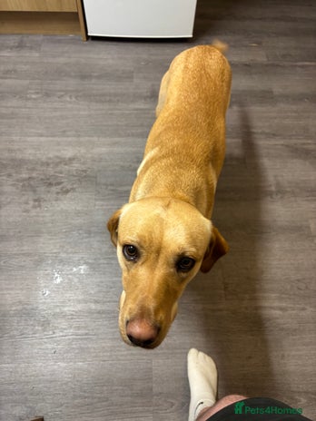 Labrador Retriever dogs 1 year old female Labrador - Advert 6