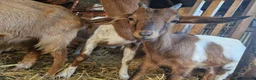 Goats livestock for sale: Boer cross golden gurnsey goats - Advert 3