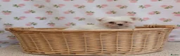 Maltese dogs for sale: Maltese  - Advert 3