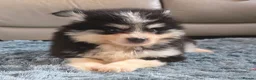 Pomsky dogs for sale: Fully Vaccinated! Ready Now - F3 Pomsky Puppies - Advert 12