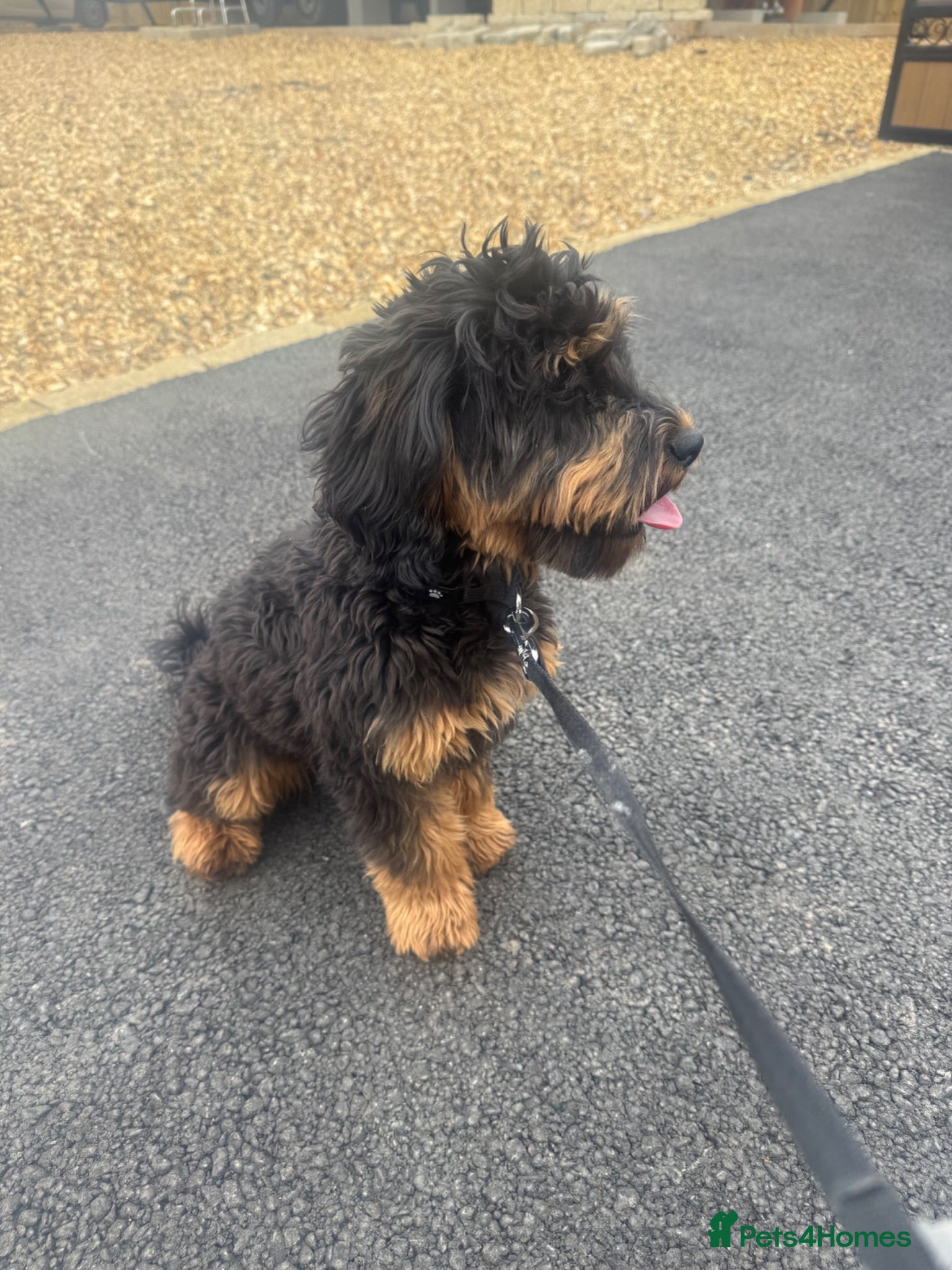 Cavapoo dogs Female cavapoo 6 month old  - Advert 3