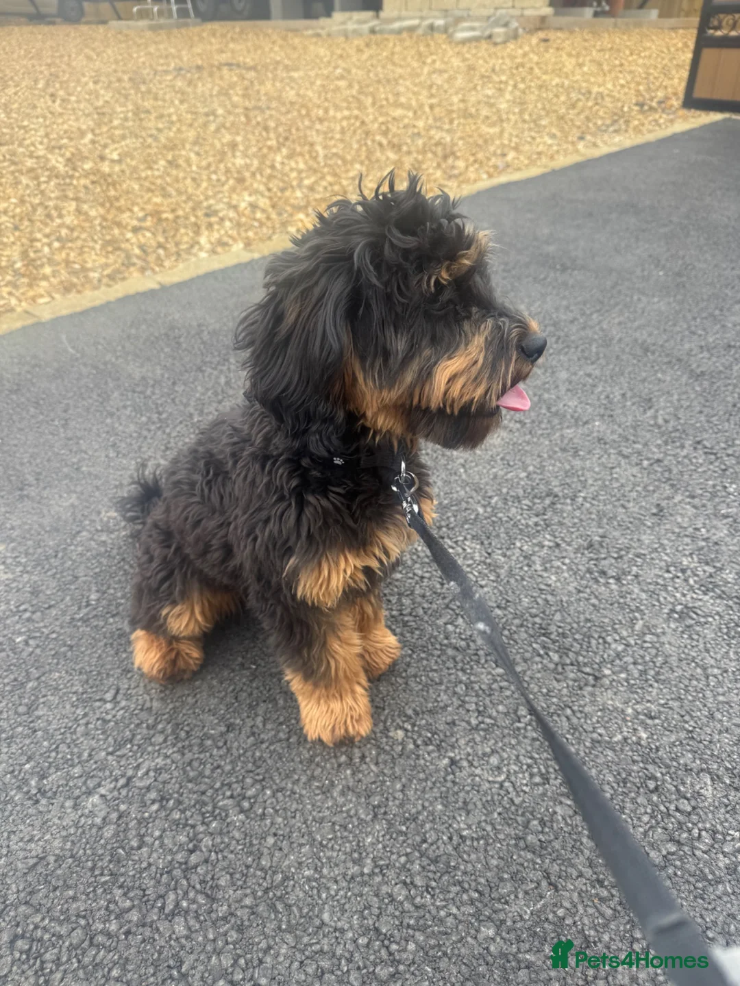 Cavapoo dogs for sale: Female cavapoo 6 month old  in Stourport-on-Severn - Advert 1
