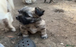 Mixed Breed dogs for sale: Schi-Chi babies in Wadebridge - Image 10