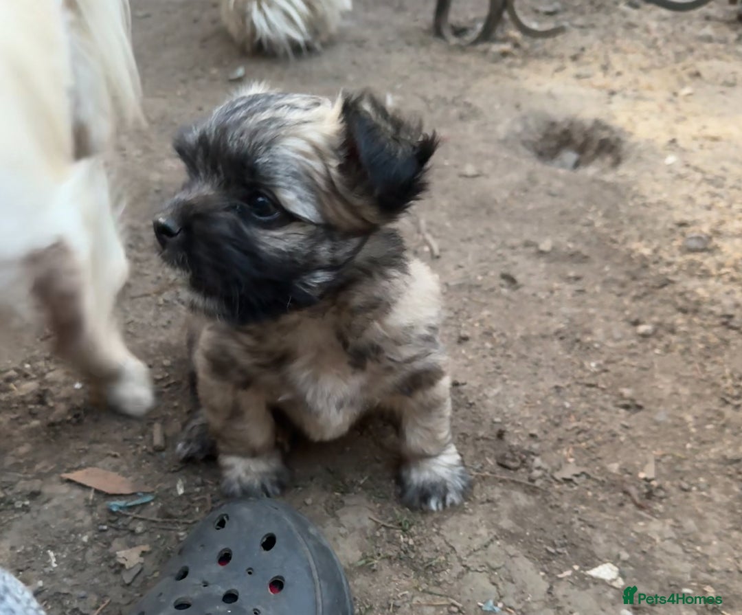Mixed Breed dogs for sale: Schi-Chi babies in Wadebridge - Image 10