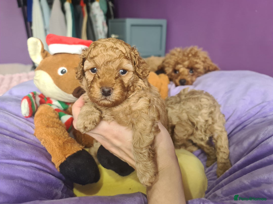 Toy Poodle dogs for sale: Mini TOY POODLES Last one boy available - Advert 6