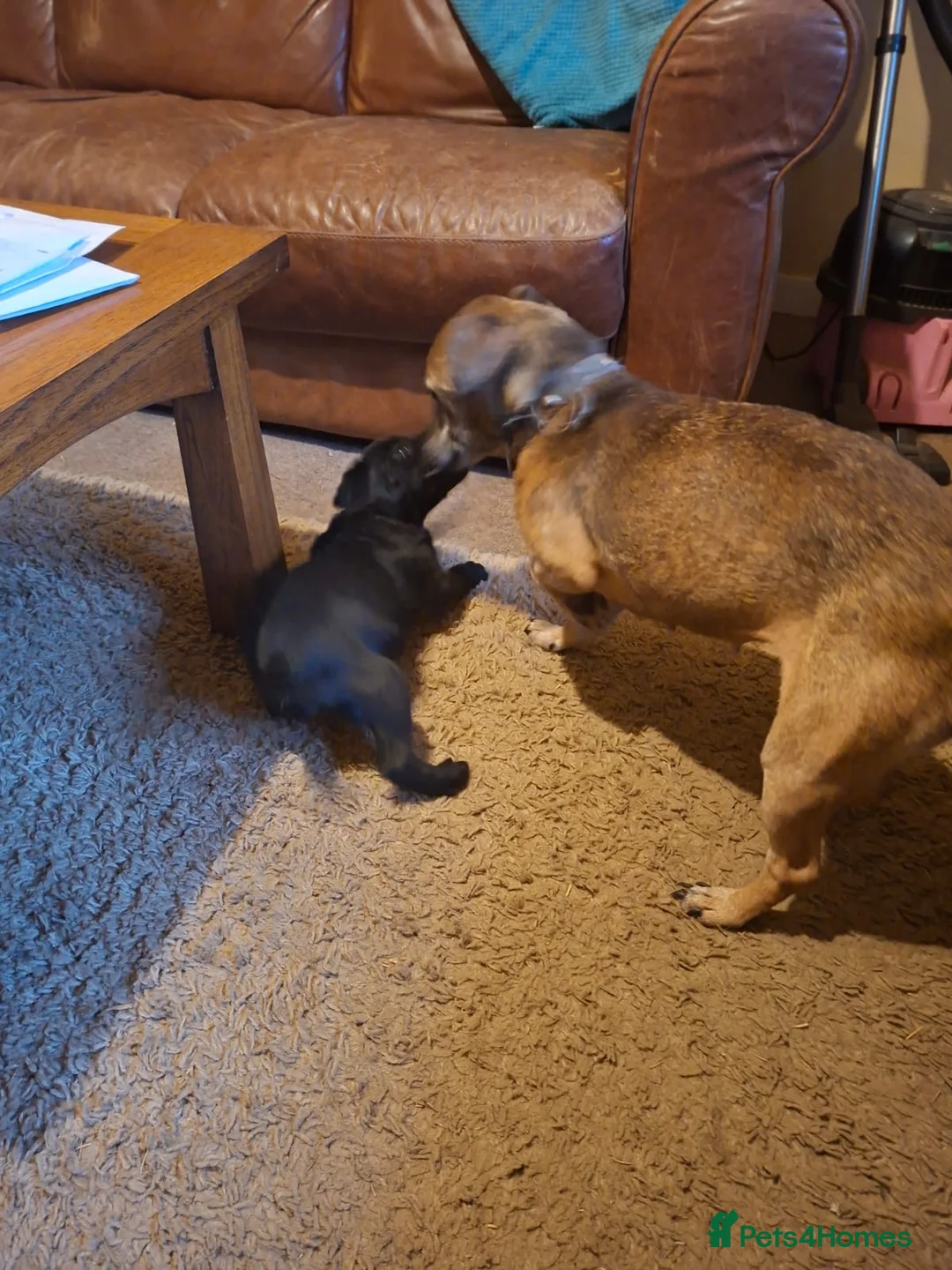 Patterdale Terrier dogs for sale: Patterdale terrier in Turriff - Advert 2