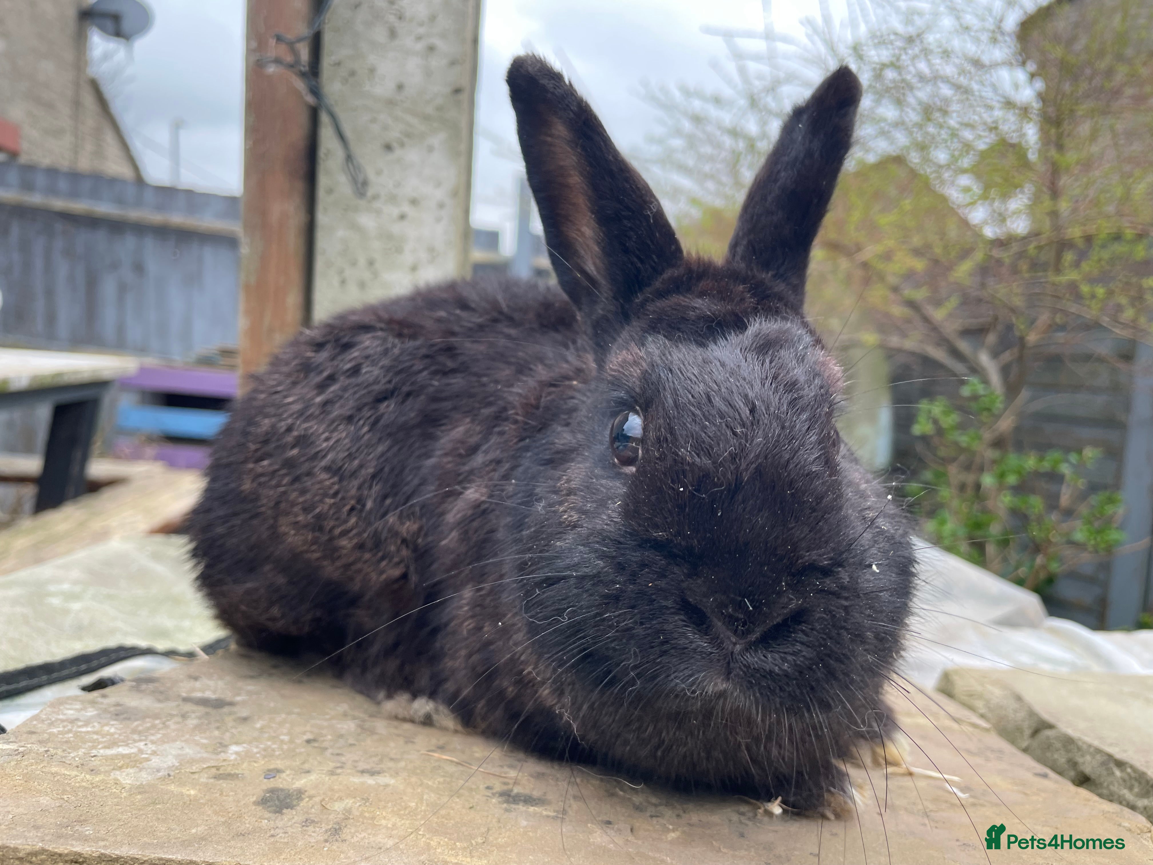 Mixed Breed rabbits Mixed breed males for sale  - Advert 1