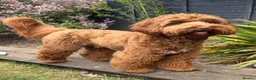 Australian Labradoodle dogs for sale: Genuine Australian Labradoodles - Advert 8