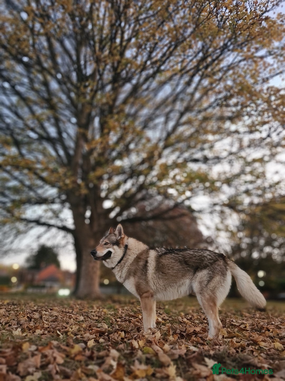 Saarloos Wolfdog dogs for stud: Stud Czechoslovakian wolfdog in Birmingham - Advert 4