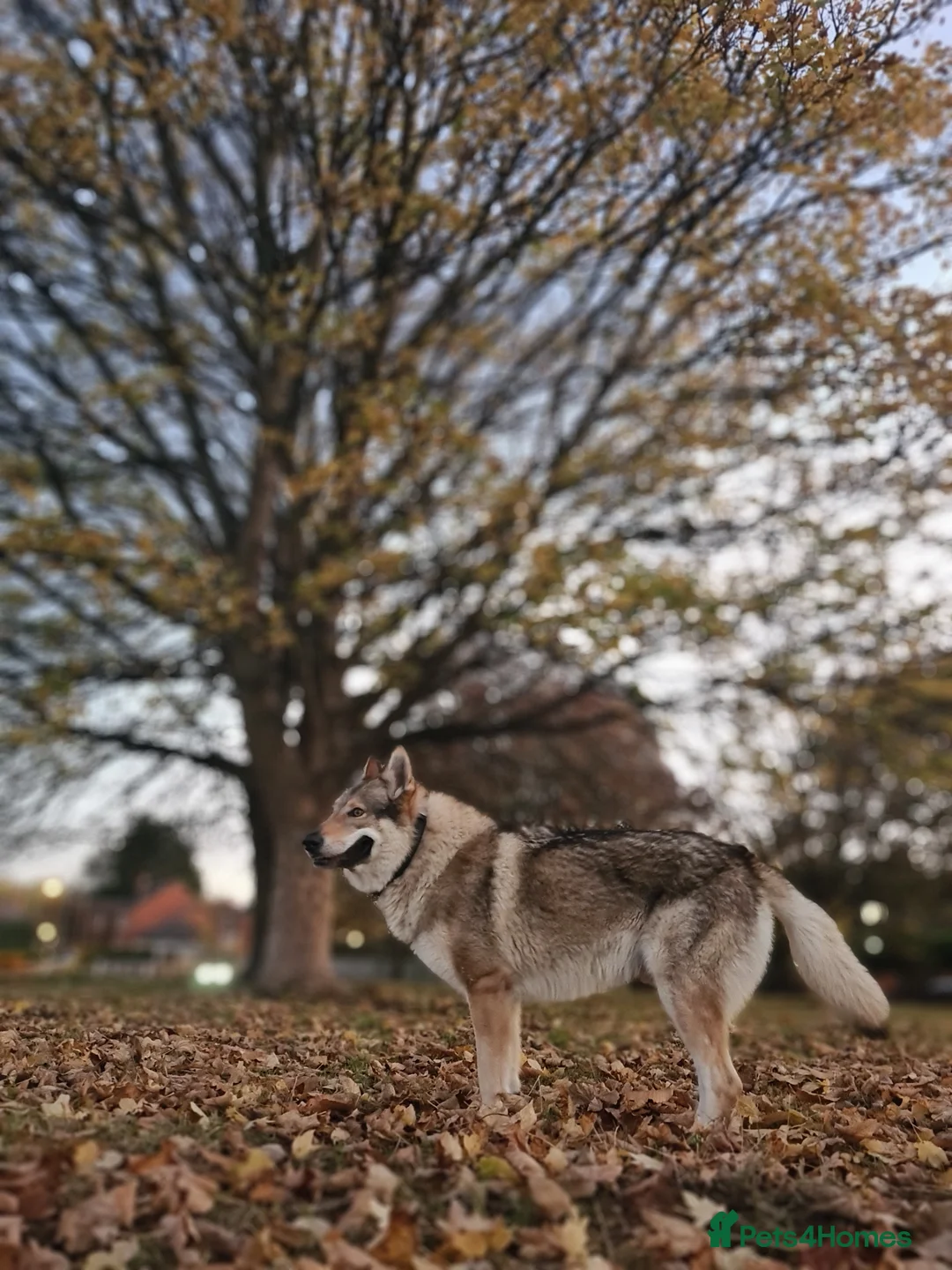 Saarloos Wolfdog dogs for stud: Stud Czechoslovakian wolfdog in Birmingham - Advert 4