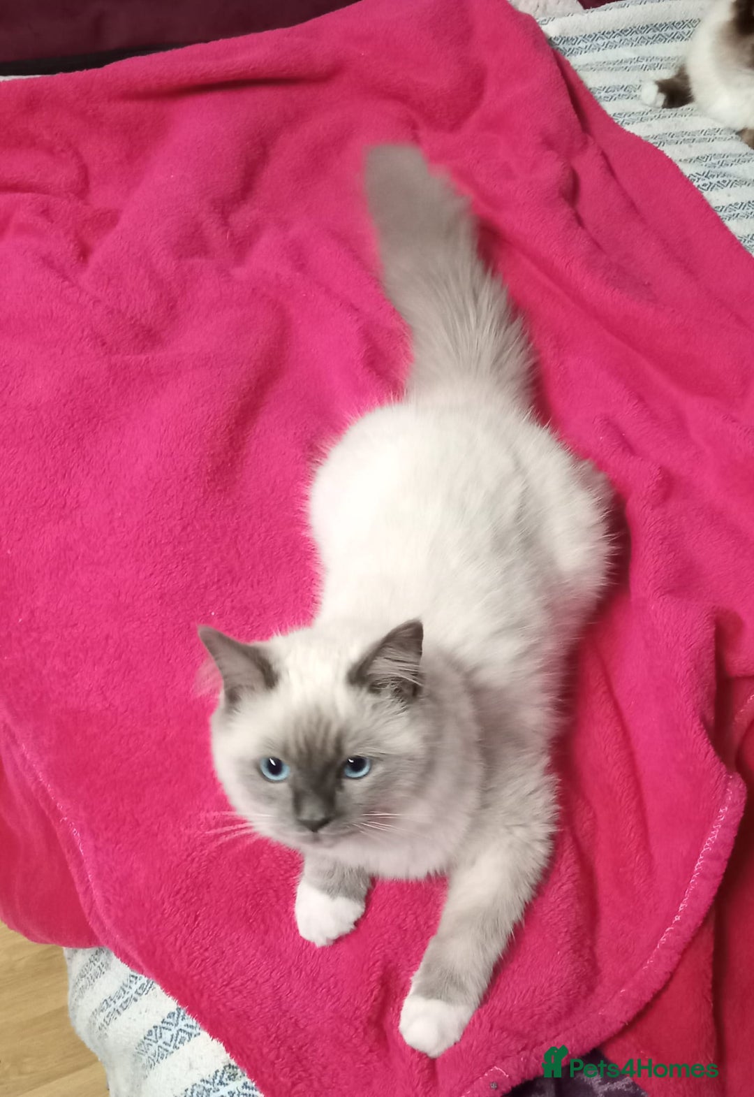 Perdoll cats for sale: RAGDAL KITTENSS  - Image 9