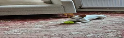 Jack Russell dogs for sale: Jack Russell in Darwen - Advert 5
